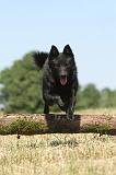 SCHIPPERKE 128